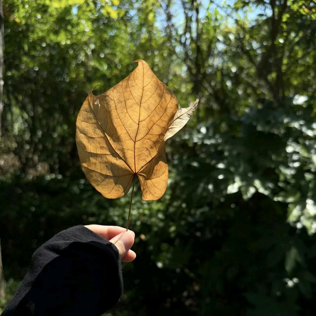 栗子（柿柿如意🍅）