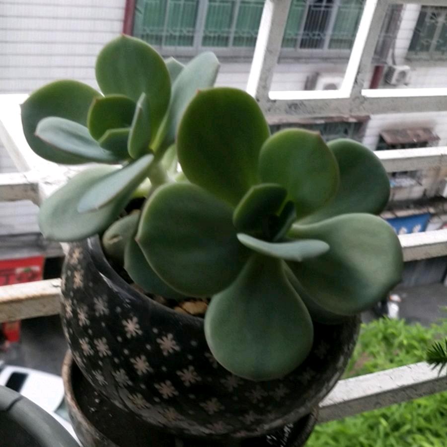 贪财好色！一身正气