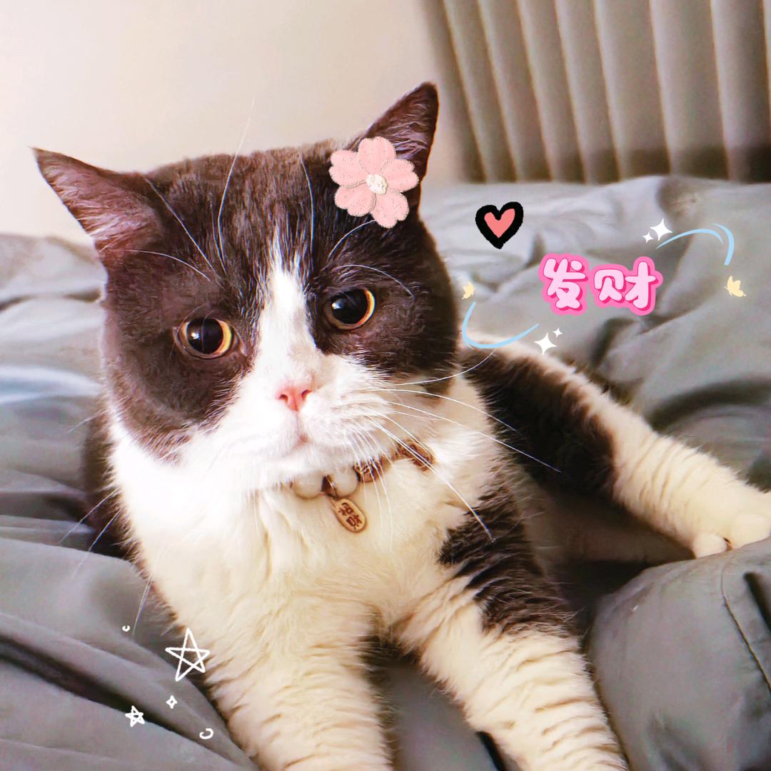 紫鸢