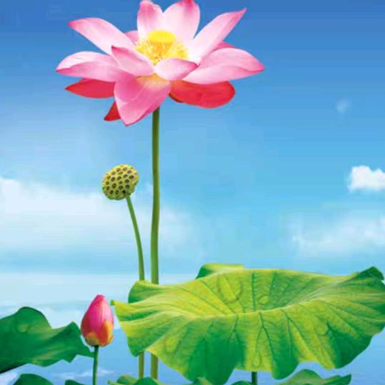 柠檬