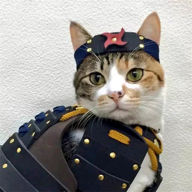 超级无敌金刚霹雳喵星人勇士😺😺😺