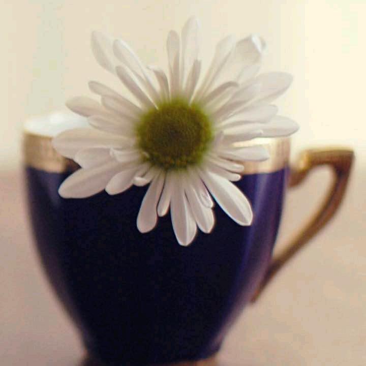 𝑳 清风自来✨