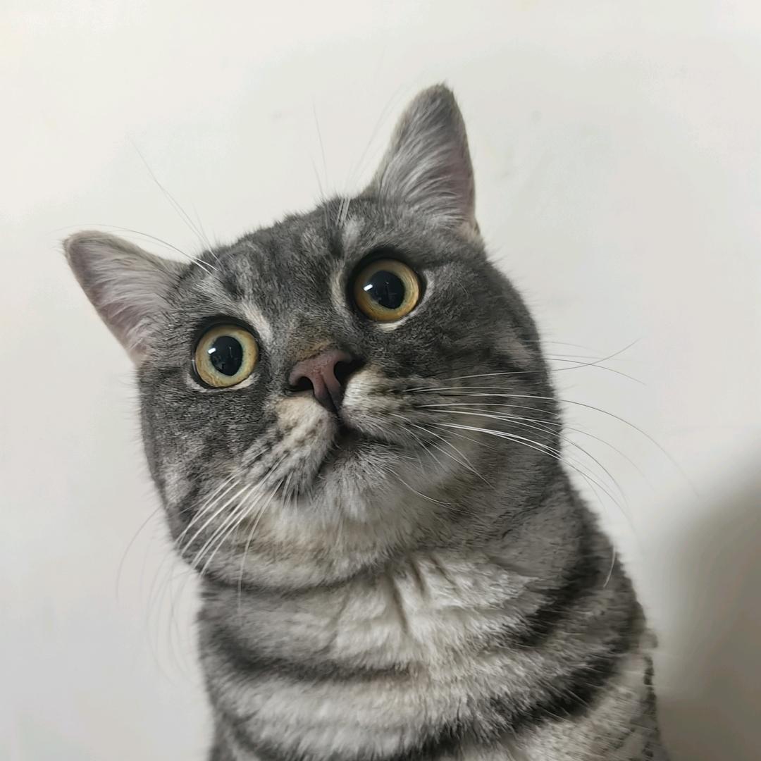 海洋猫大王