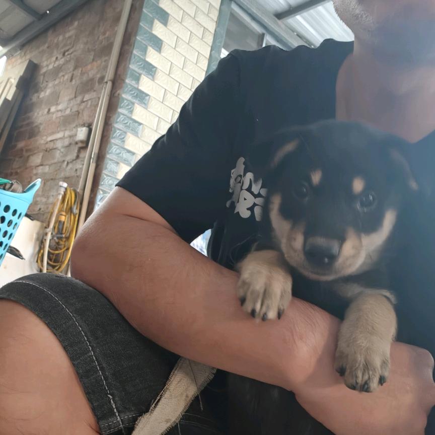 🐶