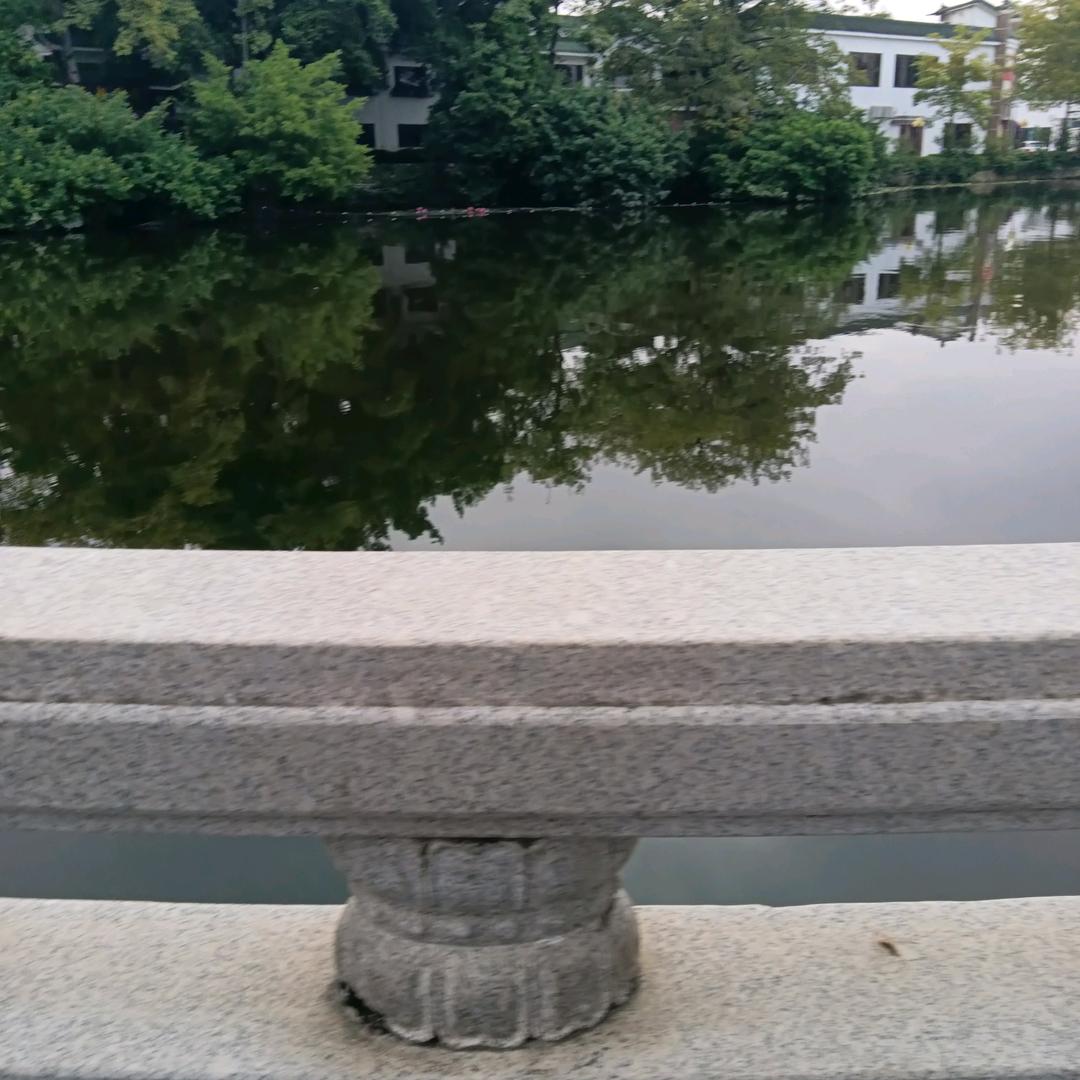 撒白卉Bz