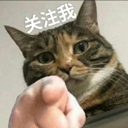 一水猫