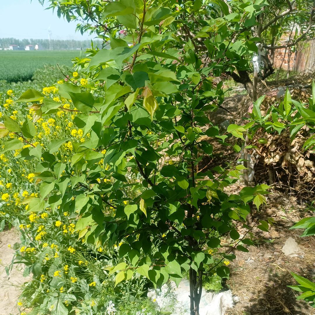 花树、