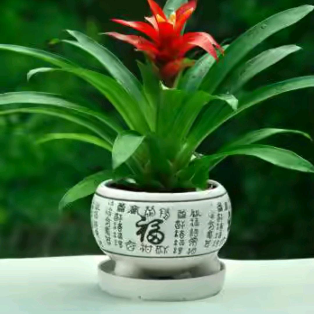 安然