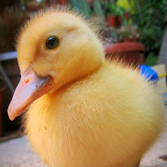 鸭🦆