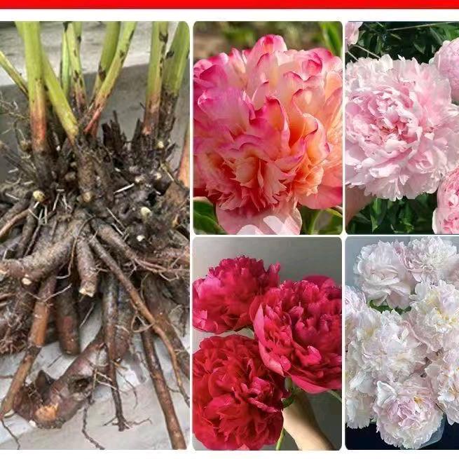 大龙花卉鲜花苗子