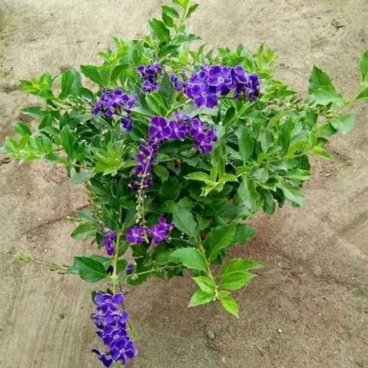 ꧔ꦿ᭄珍惜💞才配拥有꧔ꦿ᭄