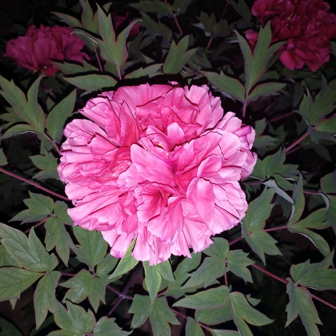 ꧁百‖合ℒℴѵℯ꧂🌹🌹