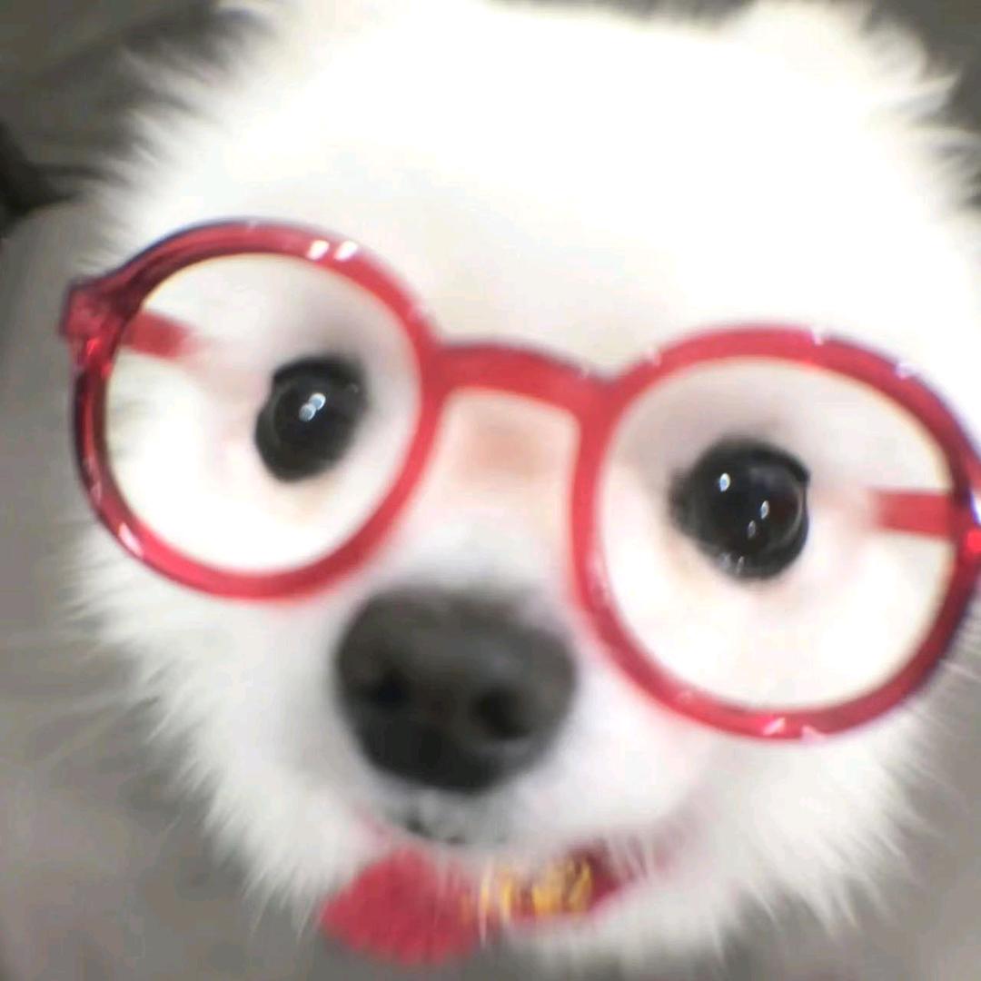 樱桃小丸犊子
