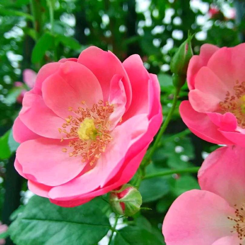 全家发财🌷🌷🌷🌷🍎🍎🍎🍎