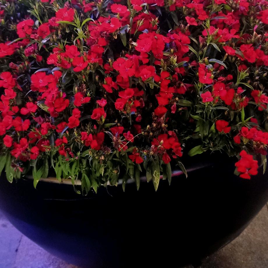 徐阿姨  ❤ (ɔˆз(ˆ⌣ˆc)