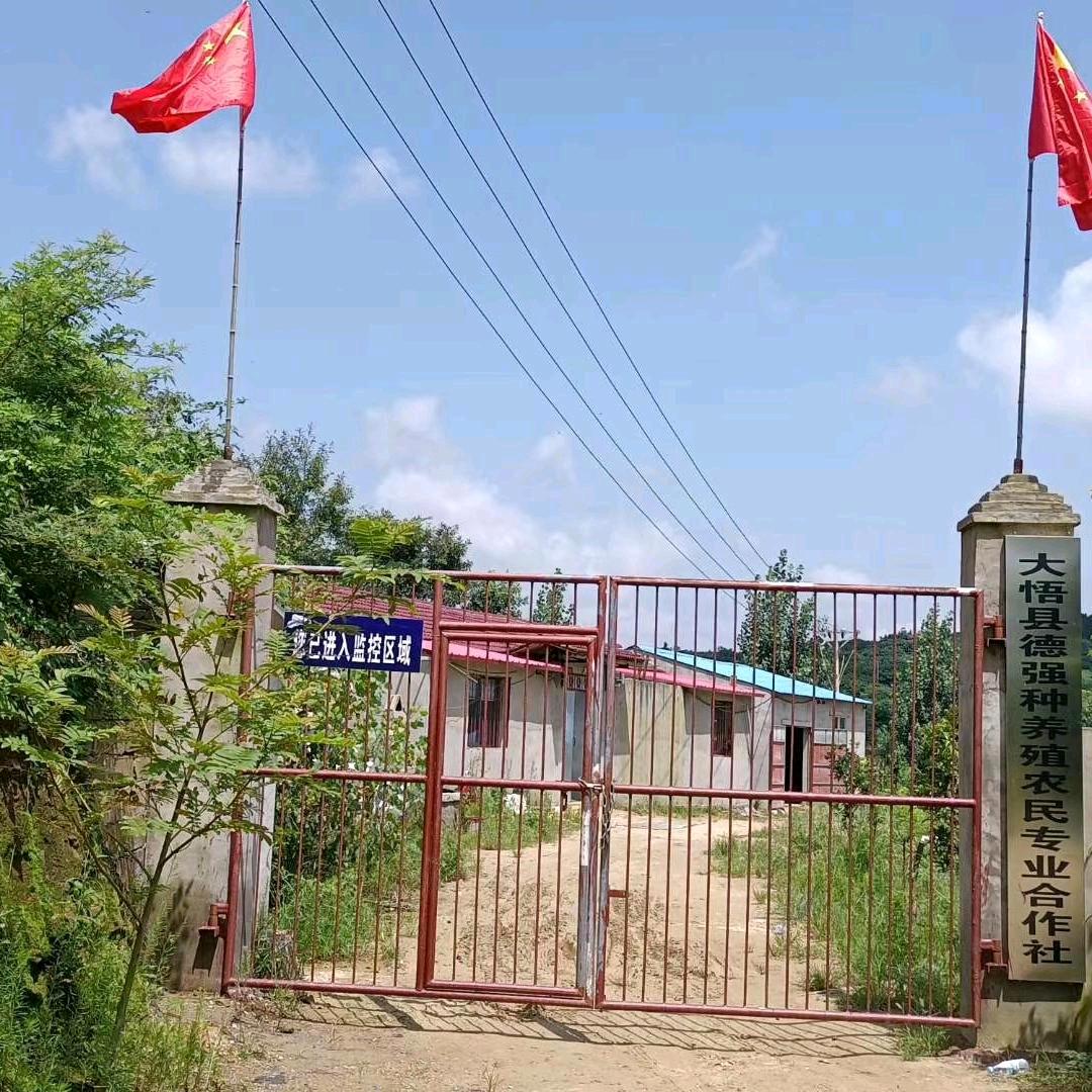 大悟县强哥农民种养殖专业合作社