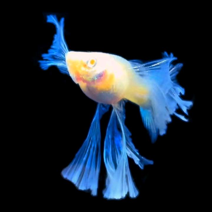 K族孔雀鱼