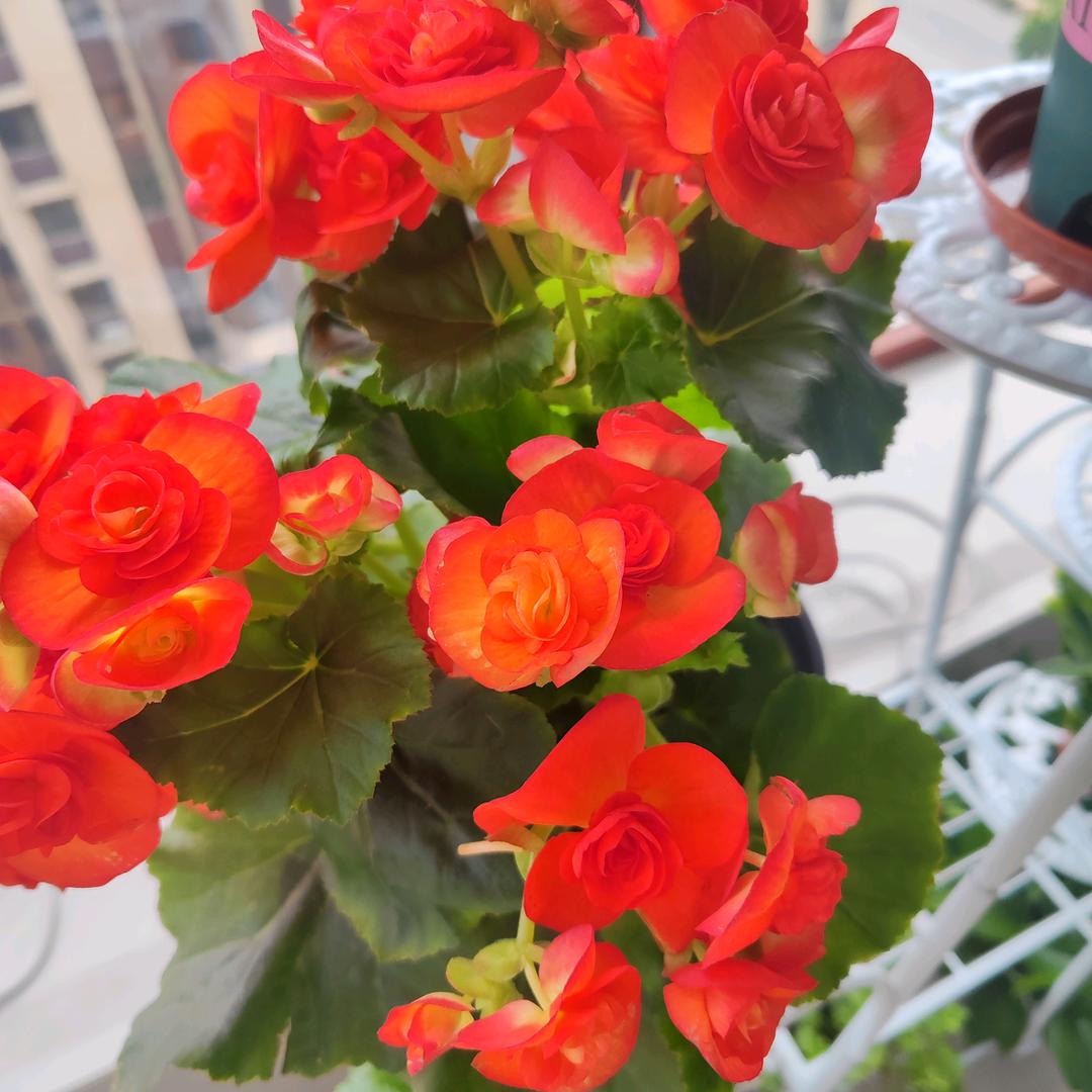 ٩(•̤̀ᵕ•̤́๑)ᵒᵏᵎᵎᵎᵎ