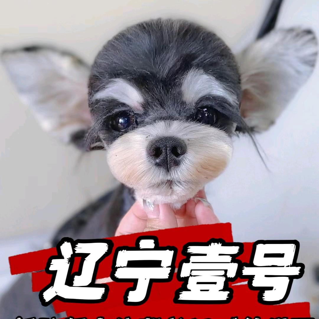 南斗臻宠