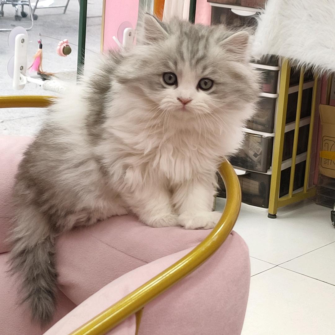 十月是只猫🐱