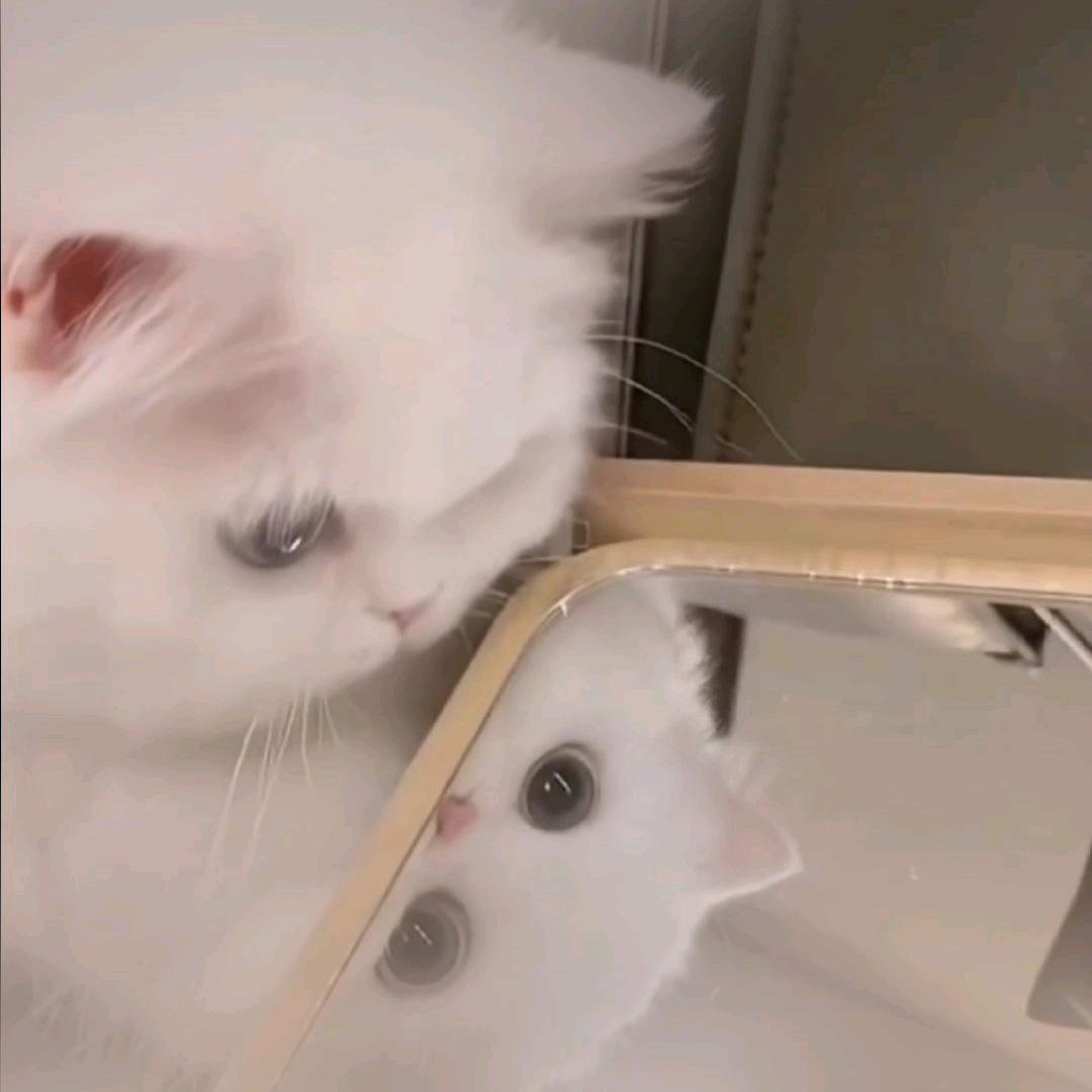 临期破包宠物食品回收猫狗粮电商尾货云仓