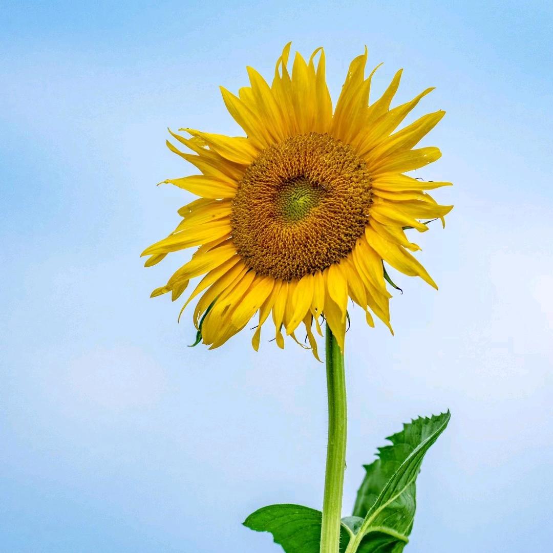 太阳花观影