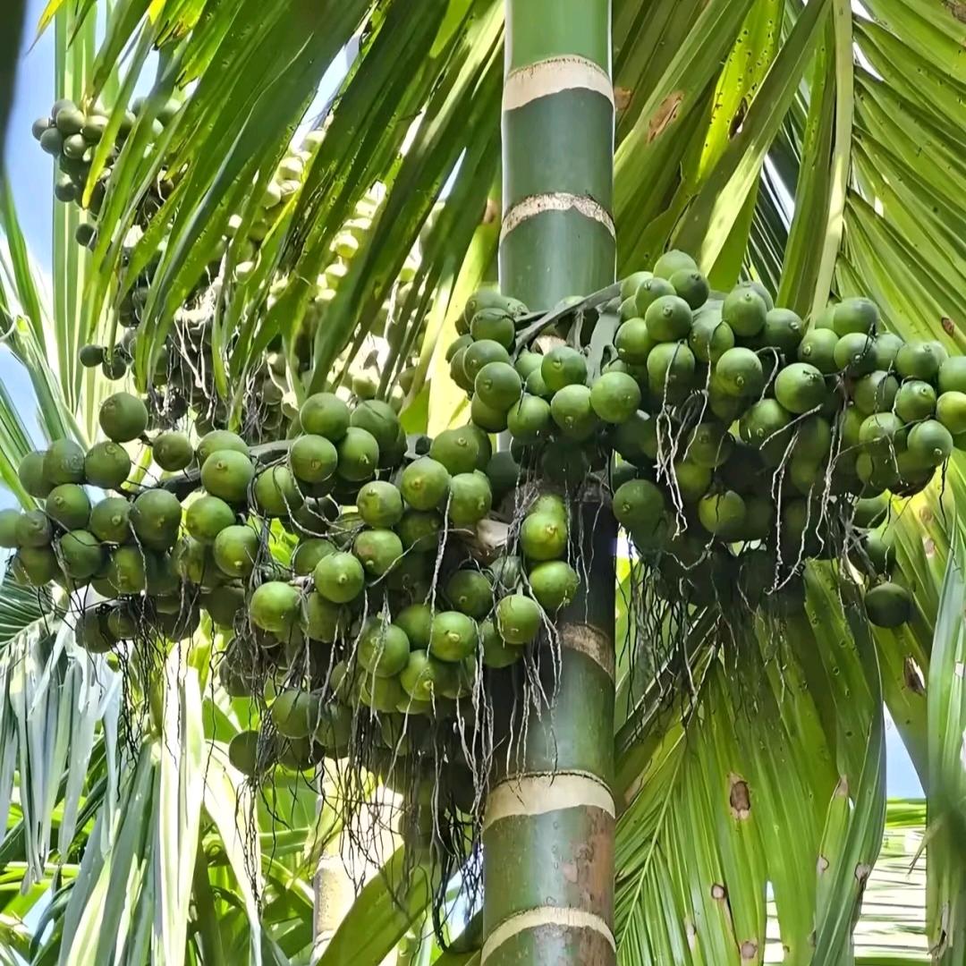 小梦种槟榔
