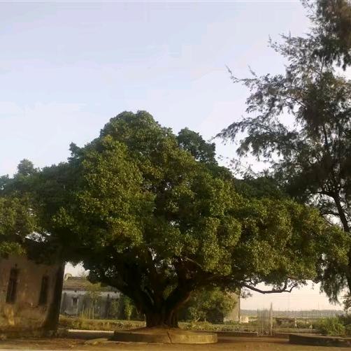 💞໑ຼₒ₂₅Chow