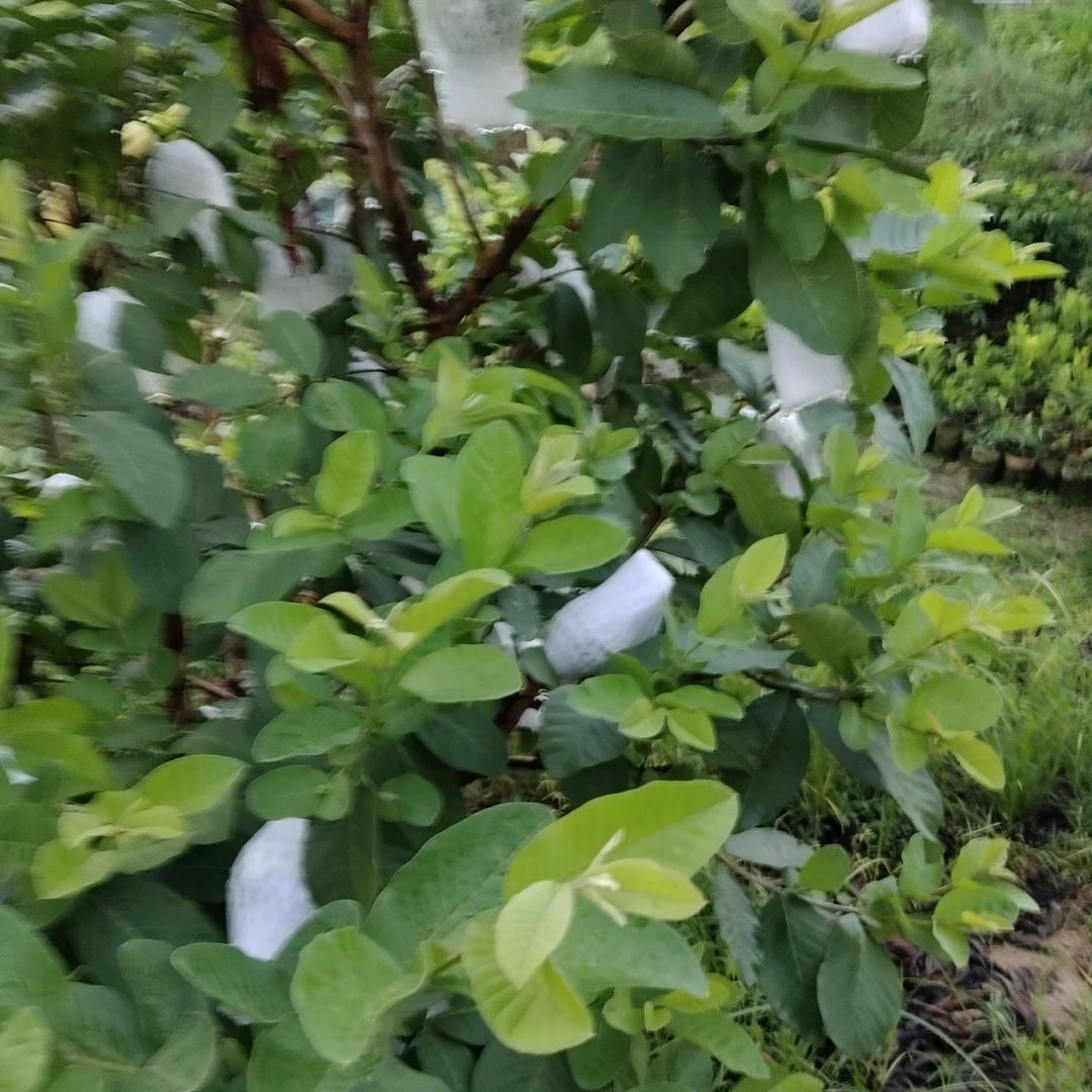 小二