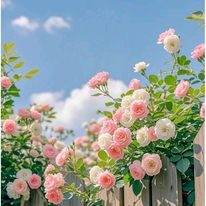 🌸哈哈