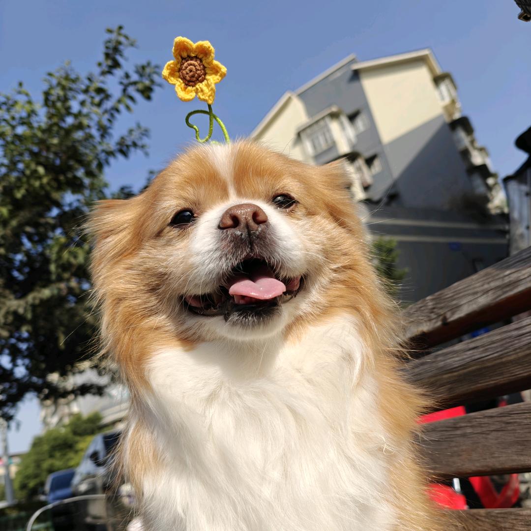 泡芙.