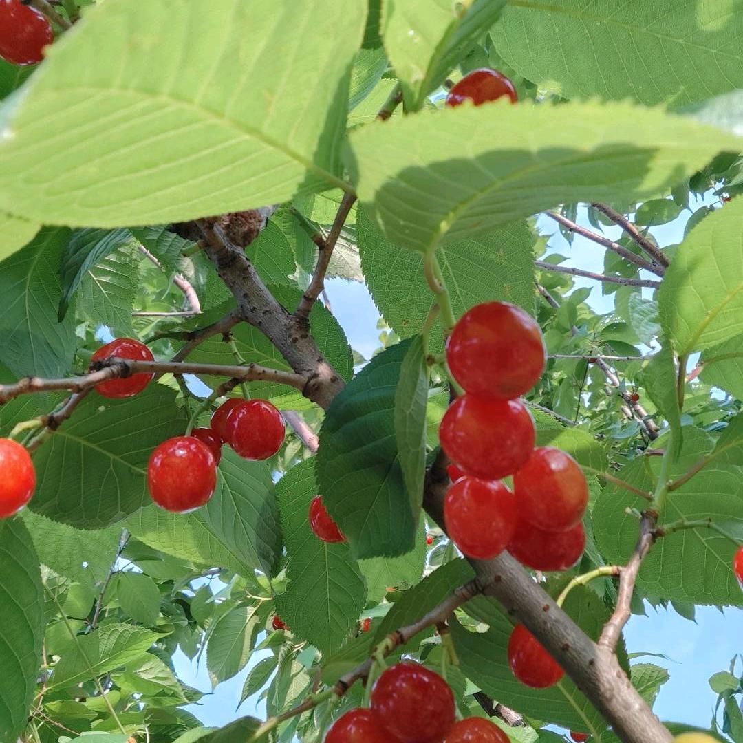 ιǚ哘者の青色滄桑丬