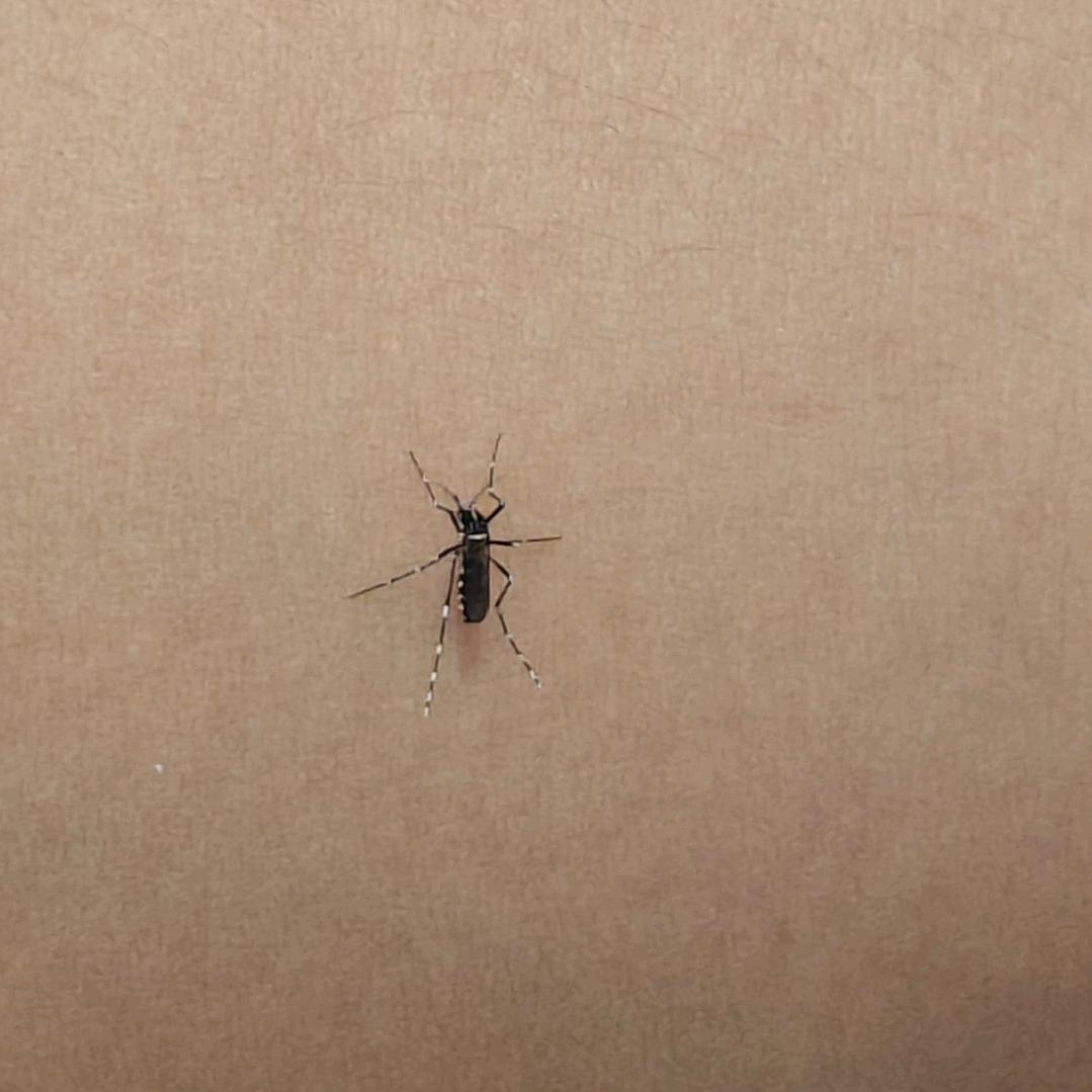 方果子