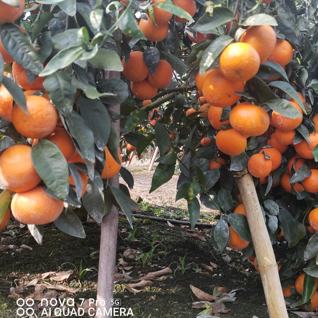 广西091无核沃柑
