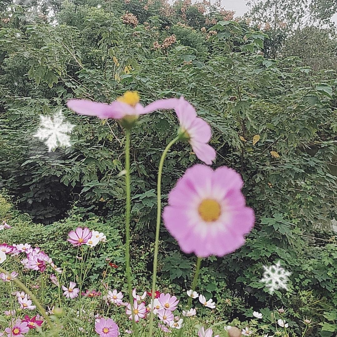 你是我唯一