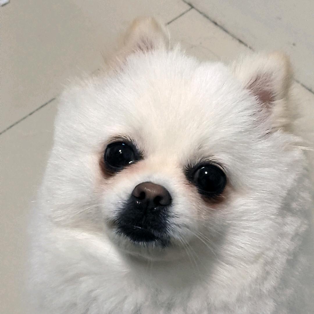 泡菜鼠