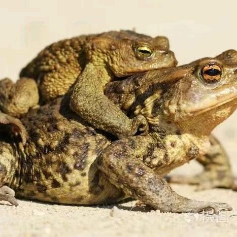 农村蟾蜍养殖基地