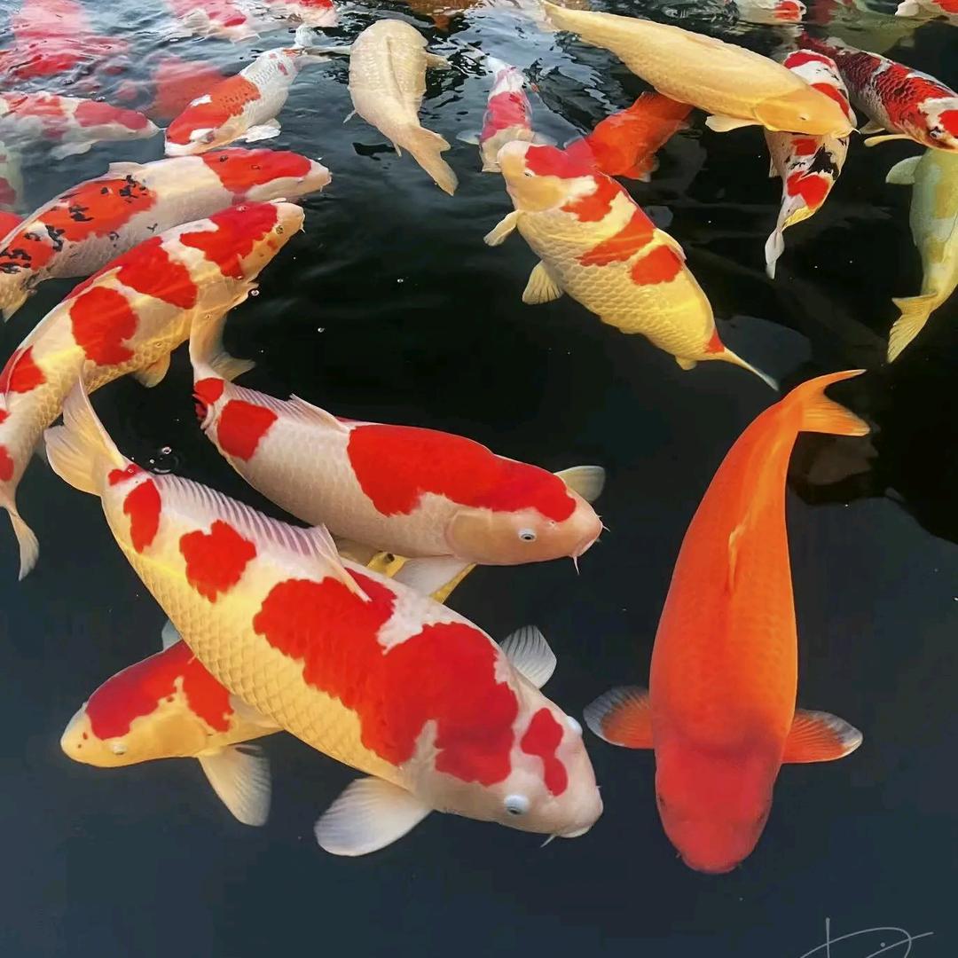 玩水电的小李子
