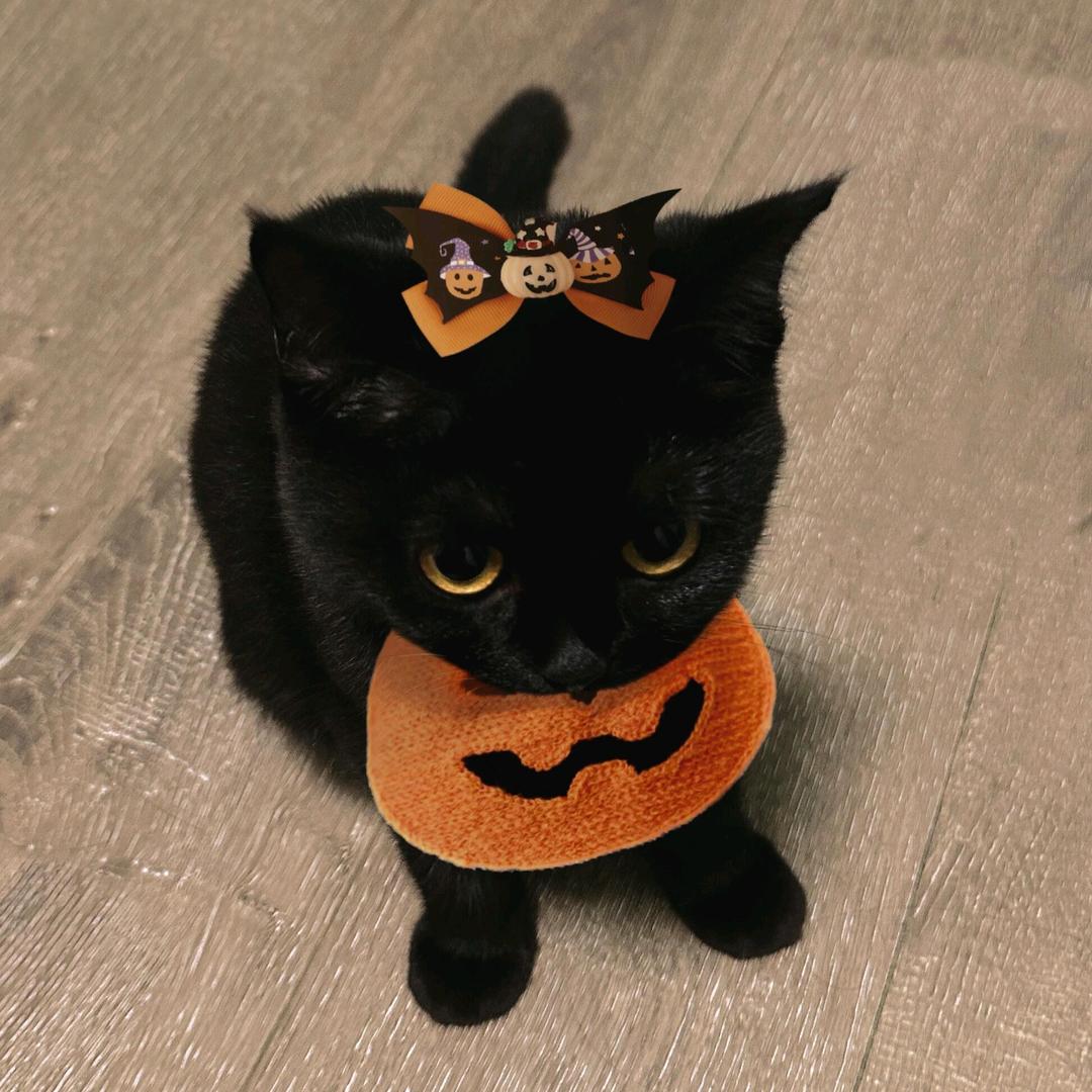 关于我重生变成口水鸡那档事