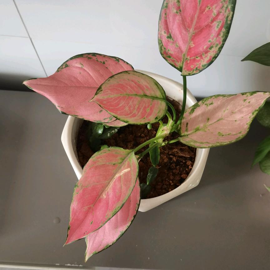 清很福好物分享