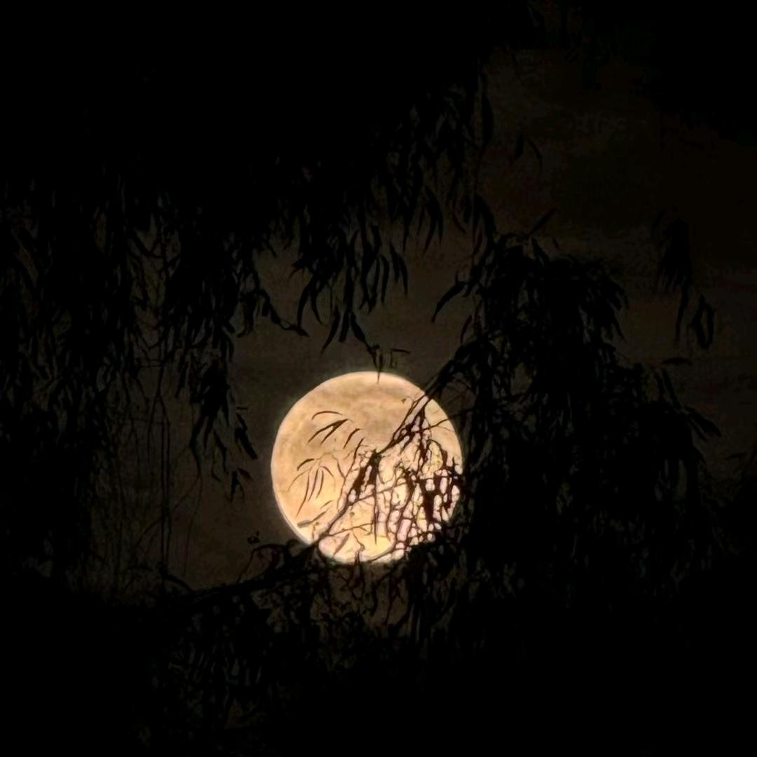 枯芽