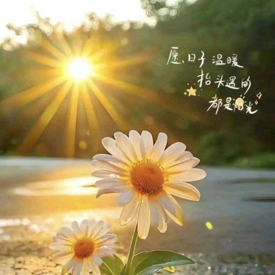呼市红霞（手工DIY制作）