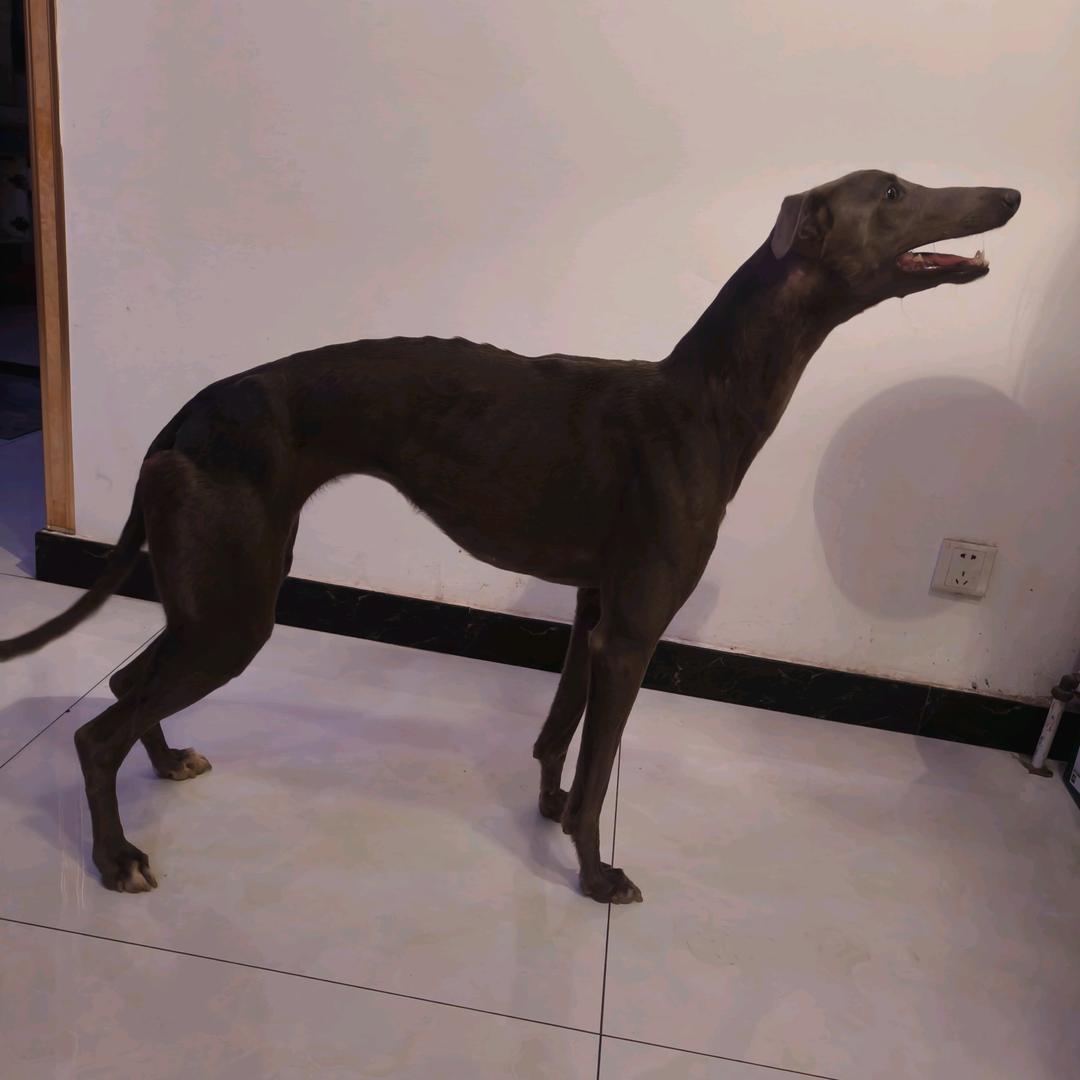速度与激情