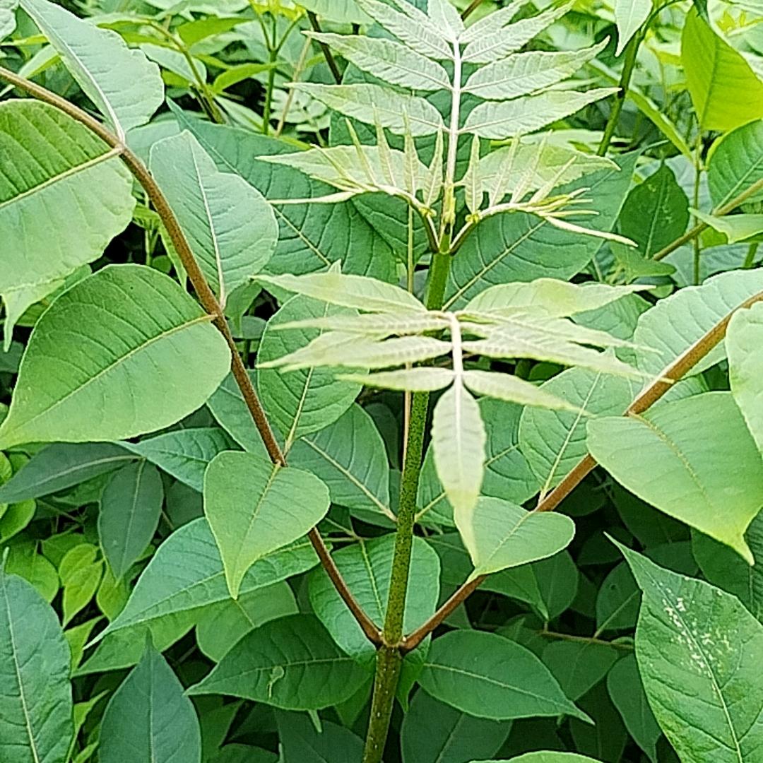 回不到原来