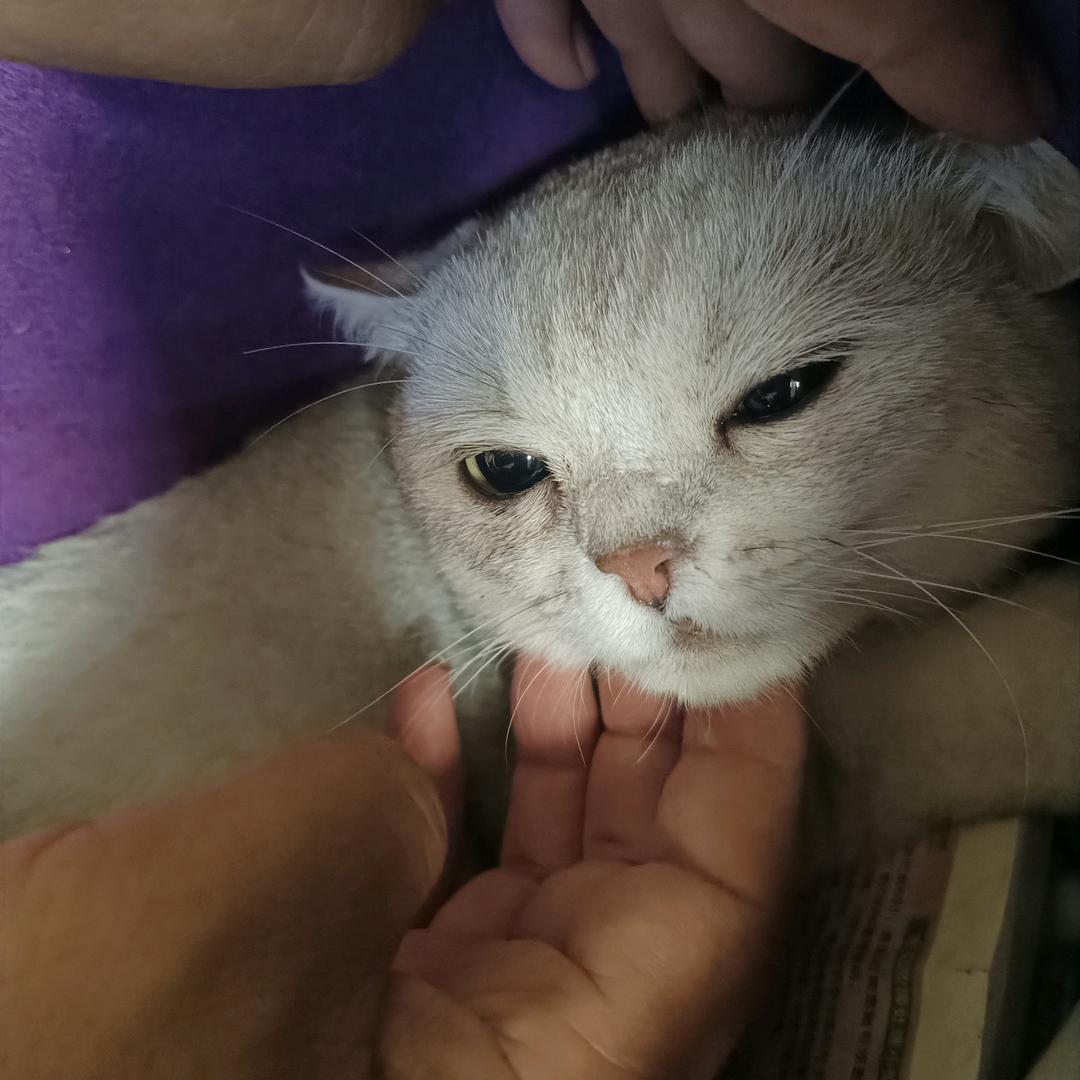 家有能能