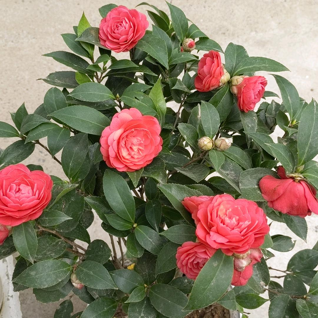 .山茶花.