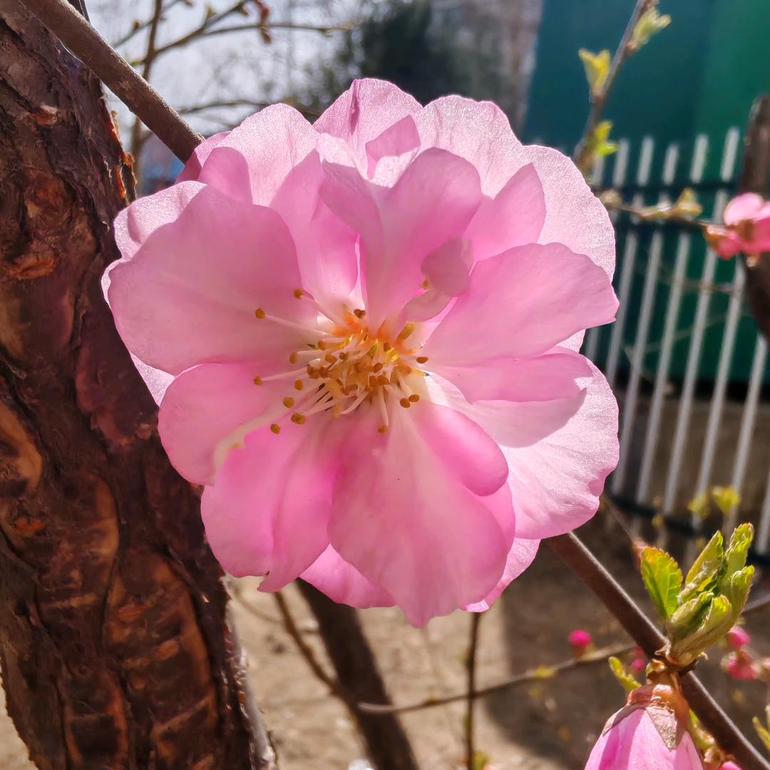 带有前世记忆的中国人