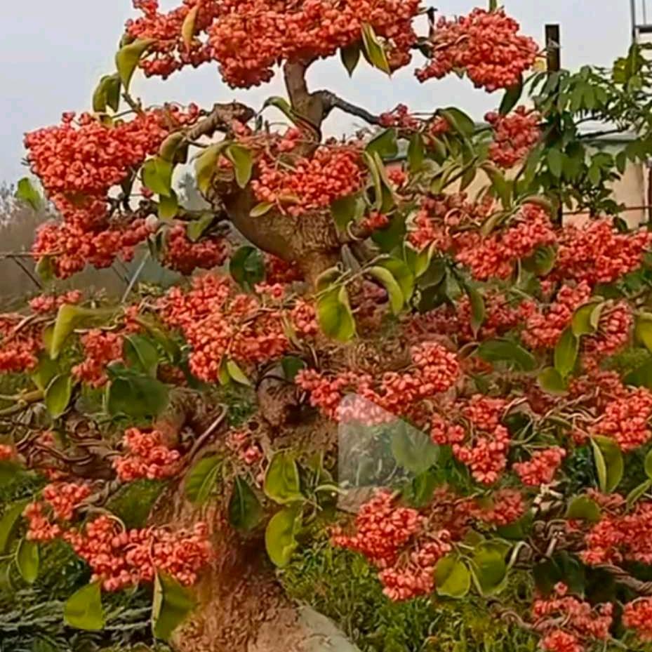 爱花人精品盆景，回收奇桩怪桩老桩坨坨盆景