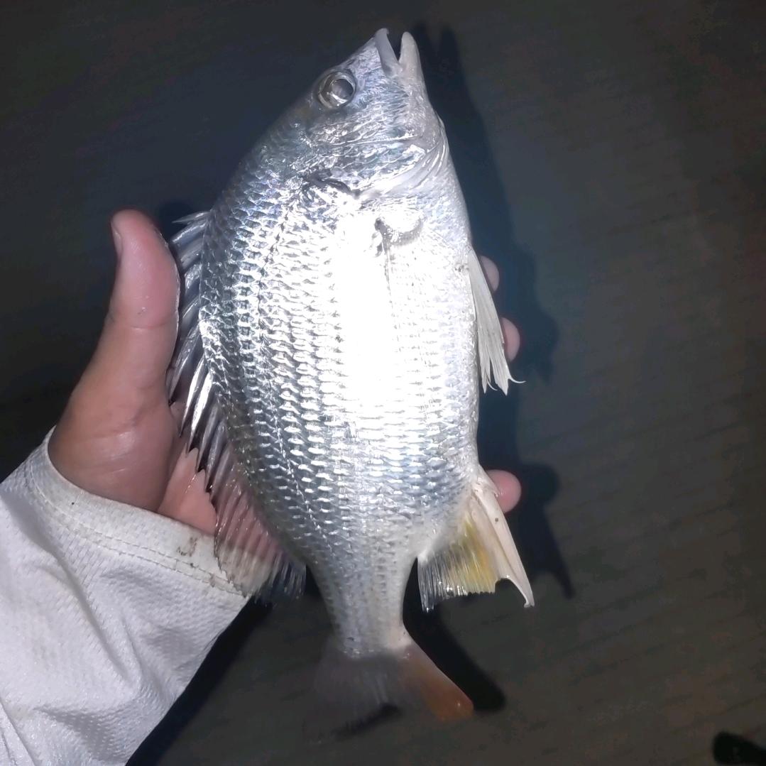 拔鲷大师成