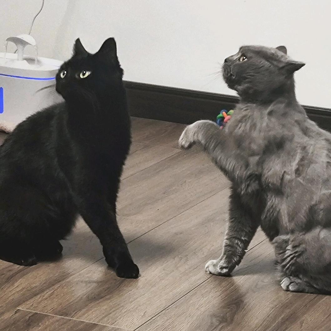 当我置身于树林间